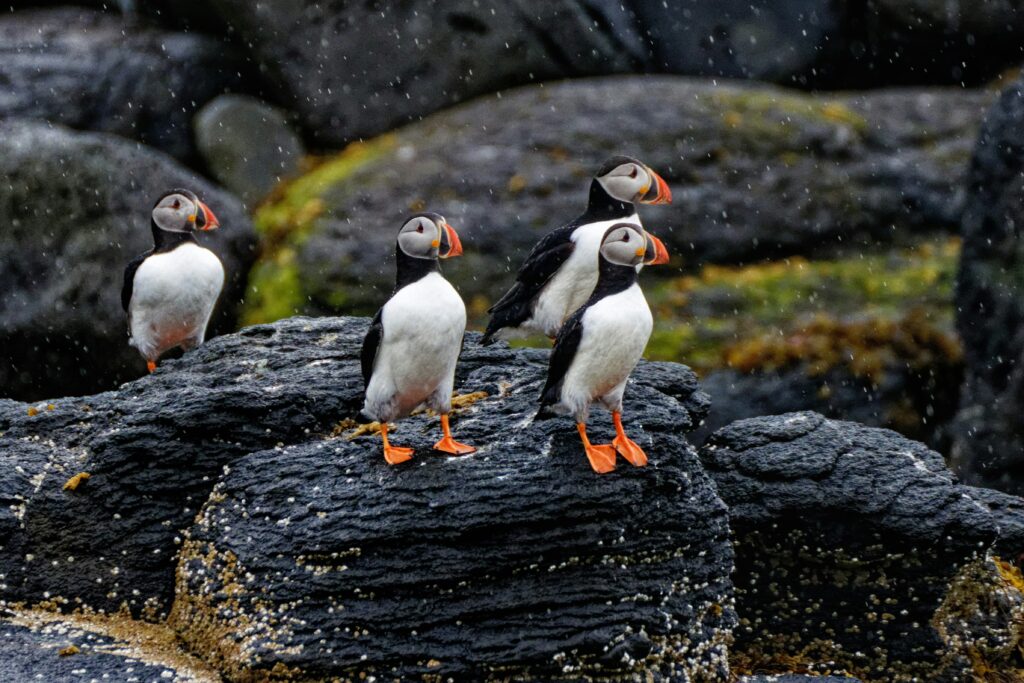 Puffins Isle of May